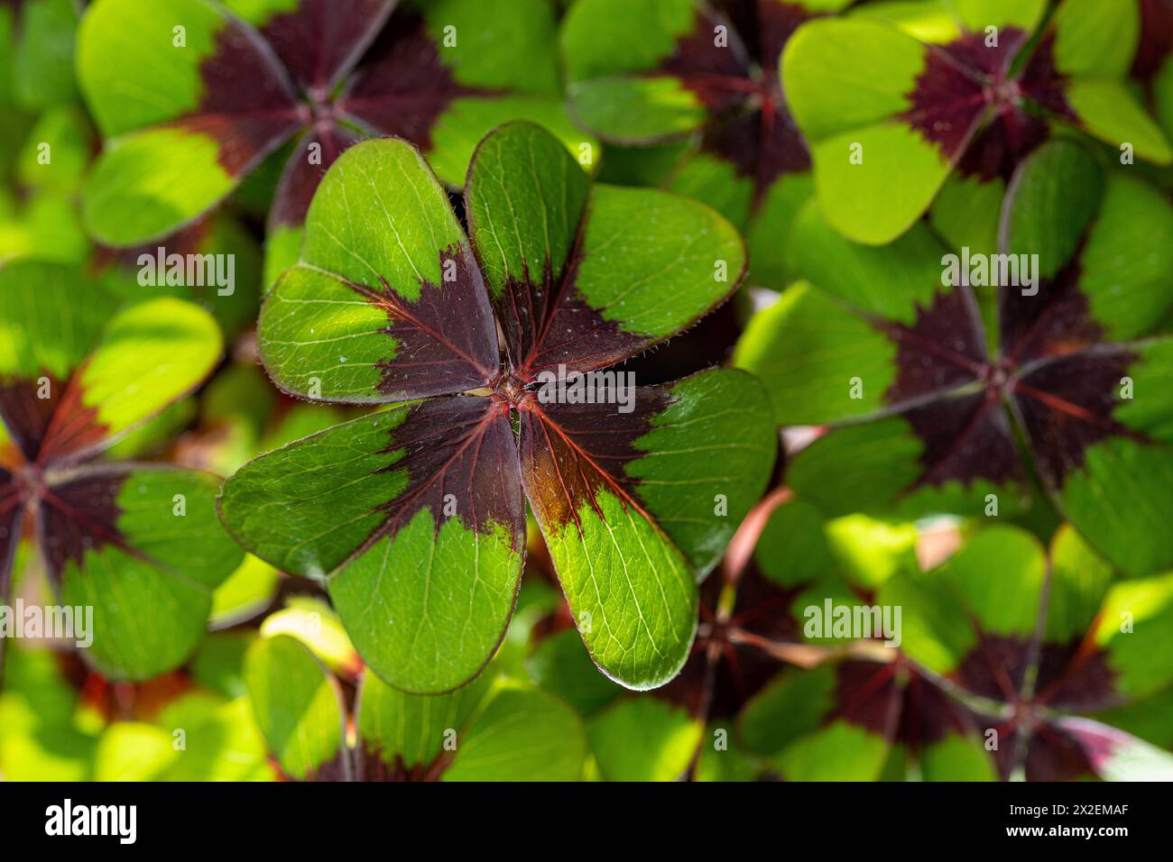 Botanica, ATTENZIONE! PER L'USO DI GREETINGCARD/CARTOLINA NEI PAESI DI LINGUA TEDESCA POTREBBERO ESSERE APPLICATE ALCUNE RESTRIZIONI Foto Stock