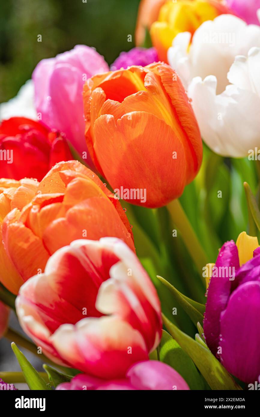 Botanica, ATTENZIONE! PER L'USO DI GREETINGCARD/CARTOLINA NEI PAESI DI LINGUA TEDESCA POTREBBERO ESSERE APPLICATE ALCUNE RESTRIZIONI Foto Stock