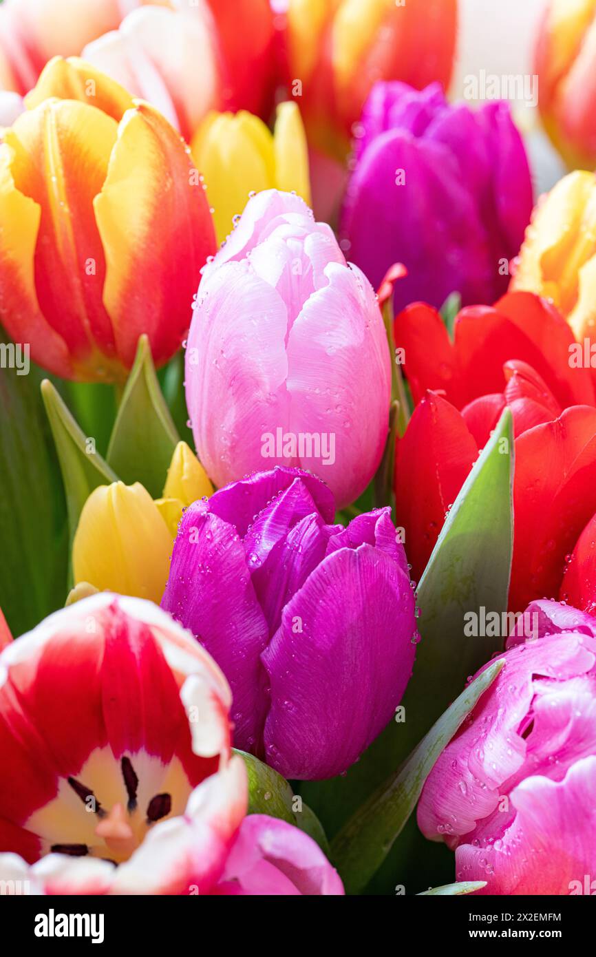 Botanica, ATTENZIONE! PER L'USO DI GREETINGCARD/CARTOLINA NEI PAESI DI LINGUA TEDESCA POTREBBERO ESSERE APPLICATE ALCUNE RESTRIZIONI Foto Stock