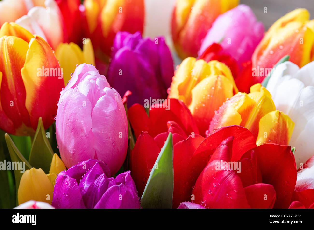 Botanica, ATTENZIONE! PER L'USO DI GREETINGCARD/CARTOLINA NEI PAESI DI LINGUA TEDESCA POTREBBERO ESSERE APPLICATE ALCUNE RESTRIZIONI Foto Stock