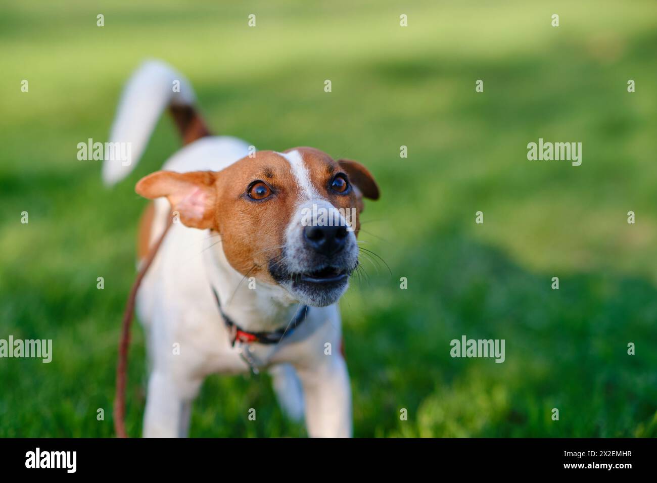Primo piano ritratto di un simpatico cane felice Jack russell terrier che gioca in un parco all'aperto su prato verde, concentrato, teso durante l'allenamento o il gioco. Conce Foto Stock