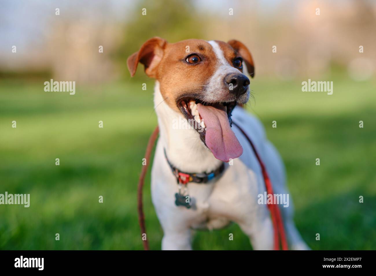 Primo piano ritratto di un cane carino e felice Jack russell terrier che gioca a passeggiare in un parco all'aperto su un prato verde. Concetto di crescere un felice p Foto Stock