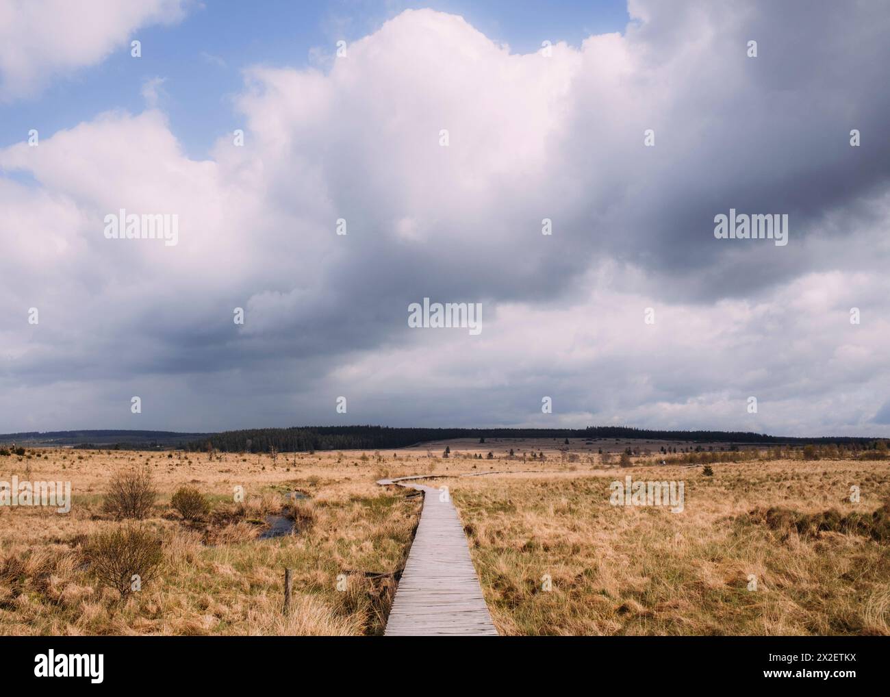 Hohes Venn Hohes Venn, Belgien, 21.04.2024: Reisereportage, das Hohe Venn ist eine grenzübergreifende, schildförmig gewölbte Hochfläche in Deutschland Foto Stock