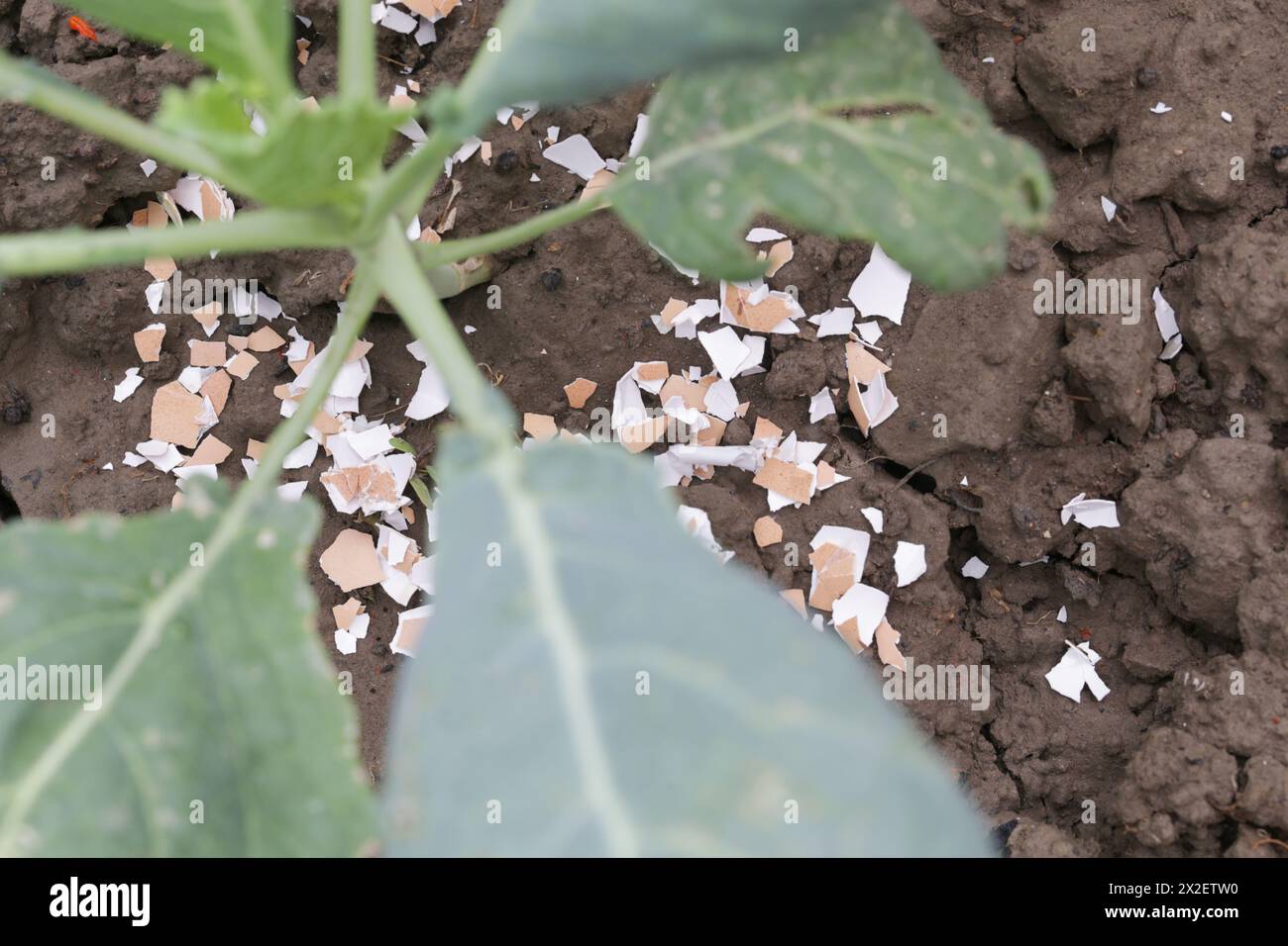 Uova schiacciate, molluschi come fertilizzante organico nel giardino domestico e barriera efficace per le lumache Foto Stock