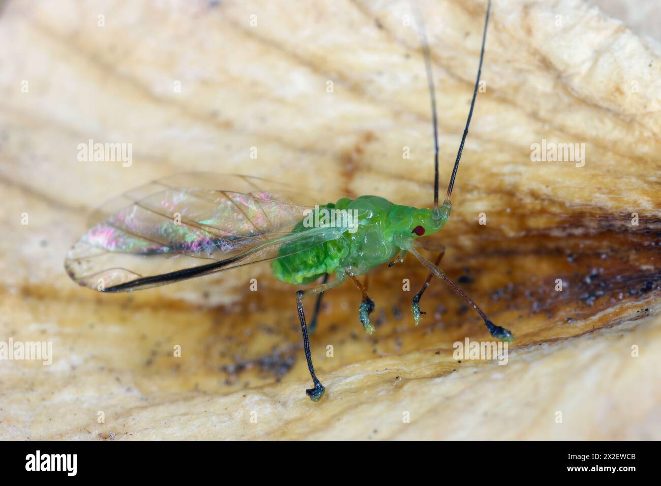 Ingrandimento elevato, foto macro di un bellissimo afide verde. Foto Stock