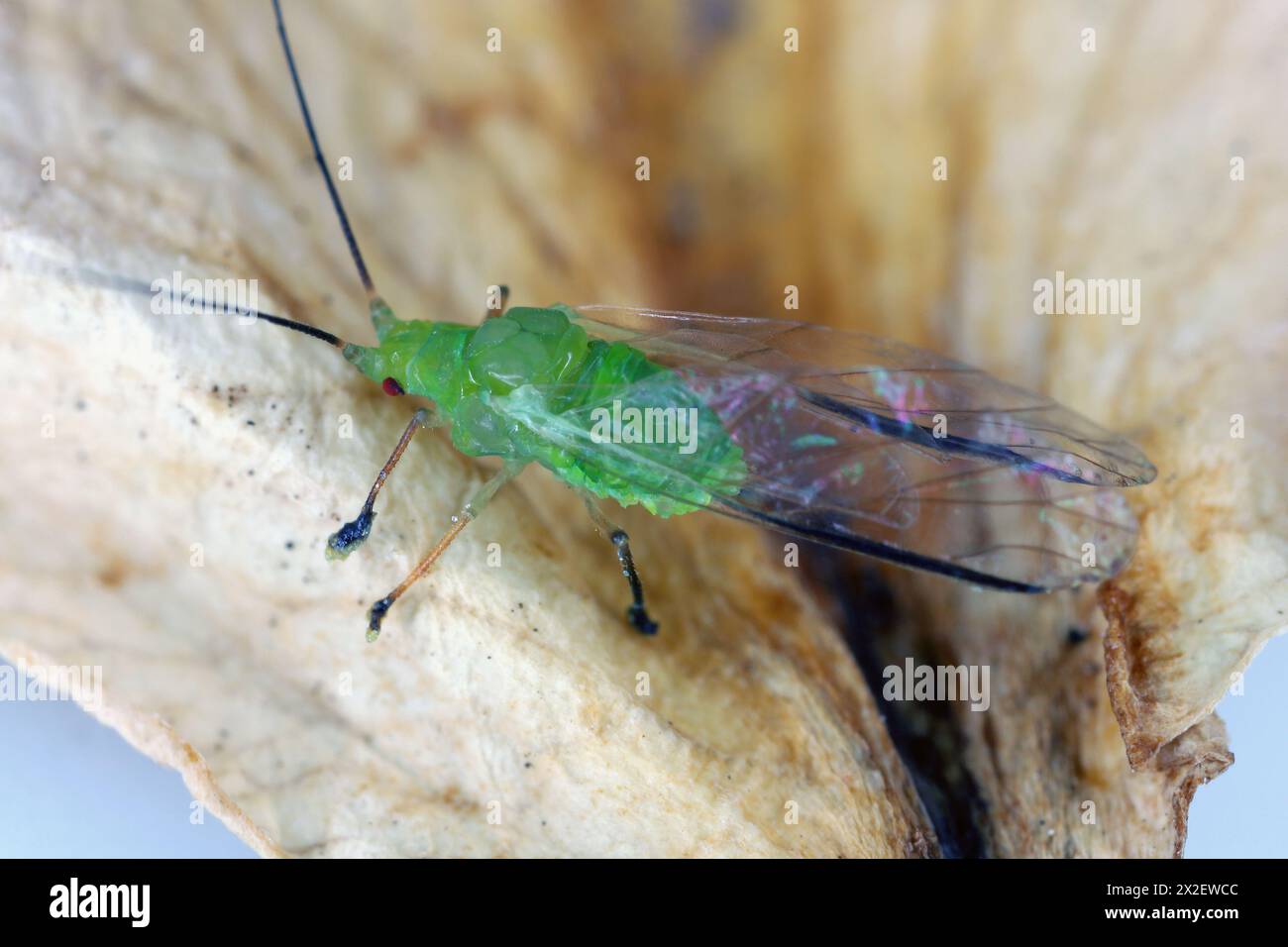 Ingrandimento elevato, foto macro di un bellissimo afide verde. Foto Stock