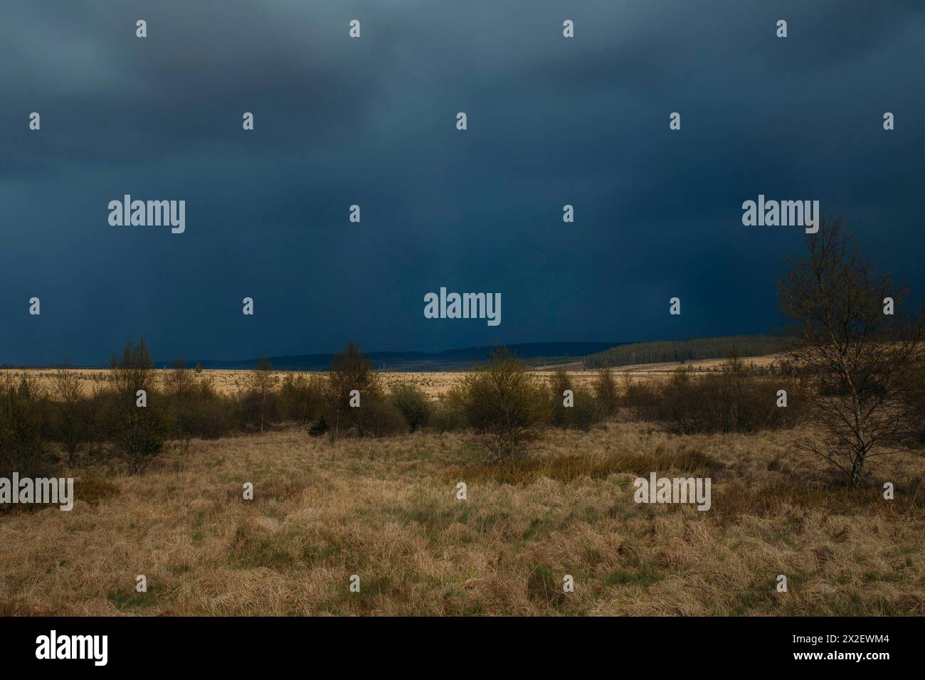 Hohes Venn Hohes Venn, Belgien, 21.04.2024: Reisereportage, das Hohe Venn ist eine grenzübergreifende, schildförmig gewölbte Hochfläche in Deutschland Foto Stock