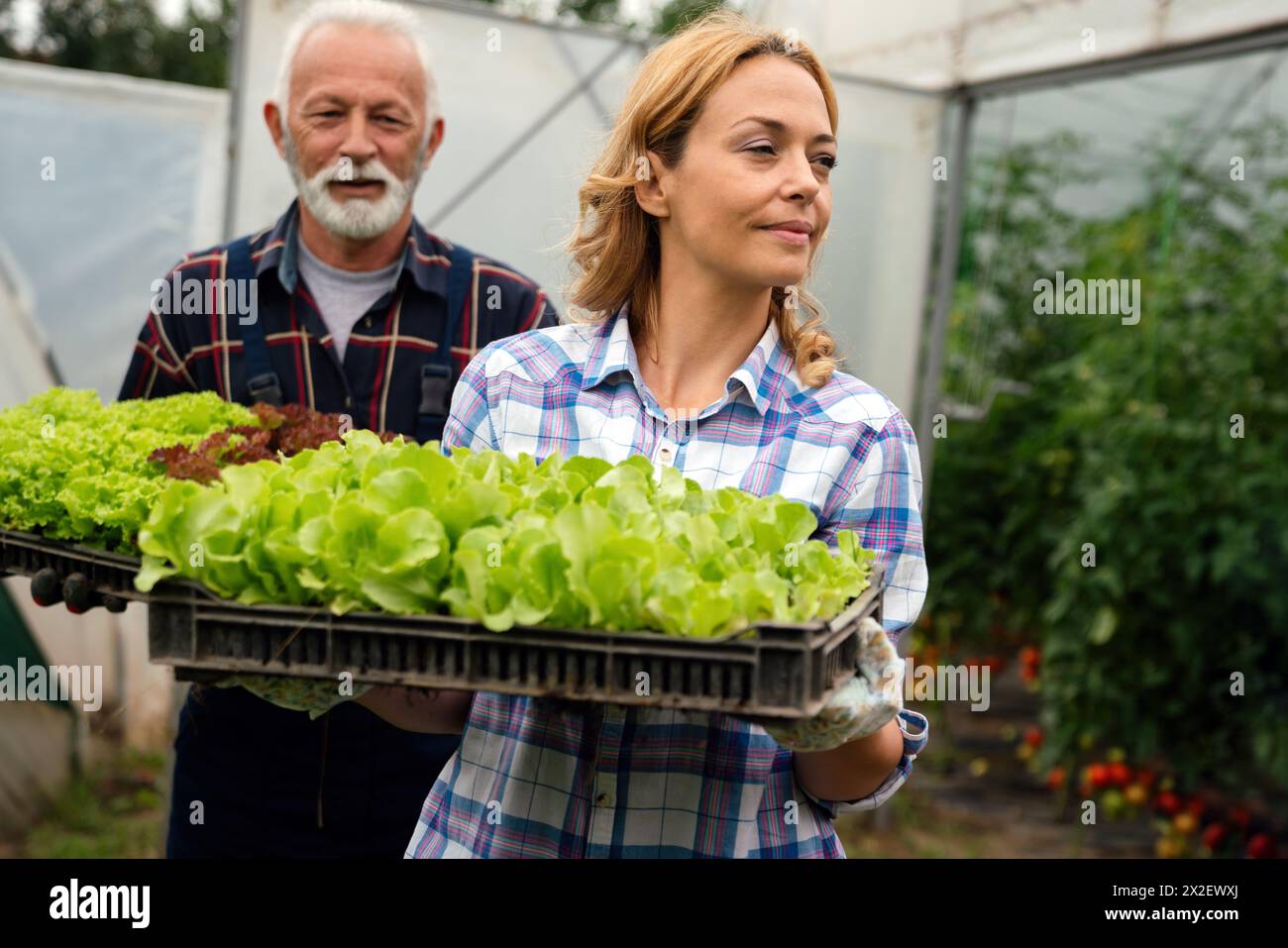 Famiglia felice di coltivatori biologici di verdure da vendere ai negozi locali. Foto Stock