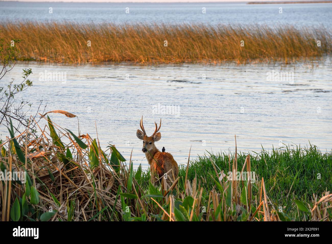 Zoologia, mammiferi (mammalia), pampas cervi o pampas cervi (Ozotoceros bezoarticus), animali maschi, DIRITTI AGGIUNTIVI-CLEARANCE-INFO-NOT-AVAILABLE Foto Stock