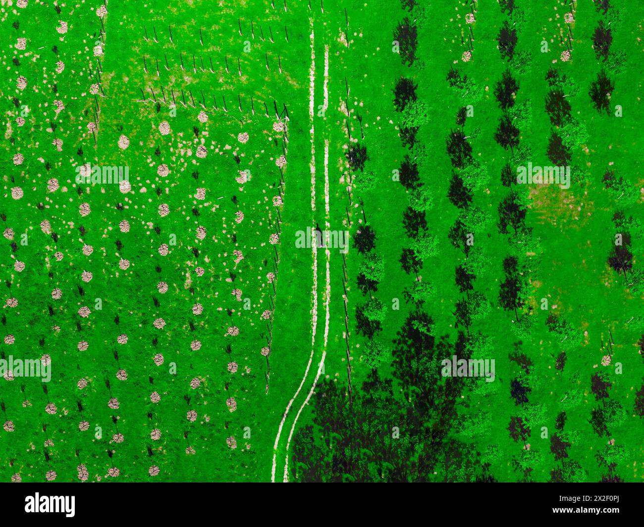 Vista aerea di un uomo in un campo verde. Foto Stock