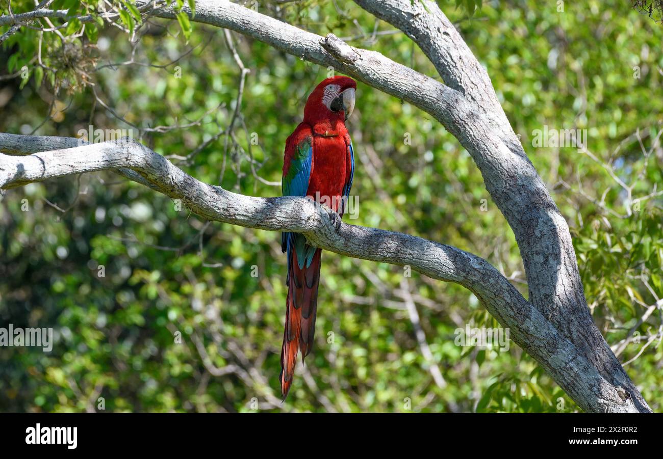 Zoologia, uccelli (Aves), Macaw con ali verdi o Macao rosso scuro (Macaw chloroptera), Cambyretá, ADDITIONAL-RIGHTS-CLEARANCE-INFO-NOT-AVAILABLE Foto Stock