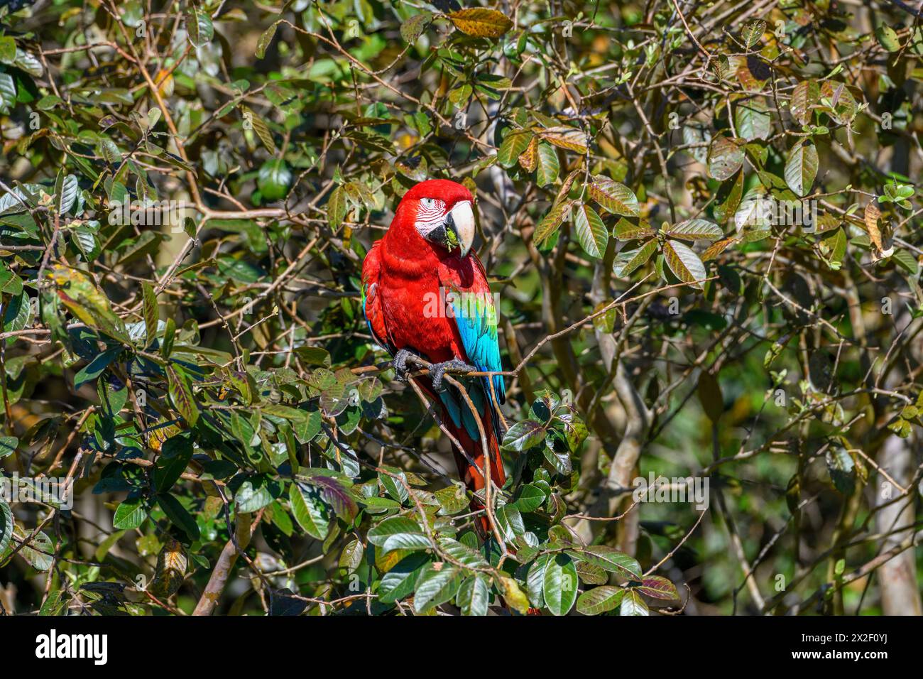 Zoologia, uccelli (Aves), Macaw con ali verdi o Macao rosso scuro (Macaw chloroptera), Cambyretá, ADDITIONAL-RIGHTS-CLEARANCE-INFO-NOT-AVAILABLE Foto Stock