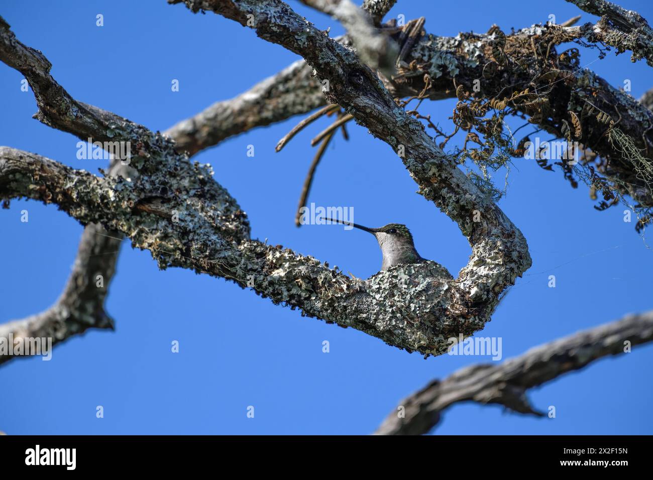 Zoologia, uccelli (Aves), smeraldo dalle pancie scintillanti (Chlorostilbon lucidus) nel suo nido, animale femminile, CLEARANCE-ULTERIORI-DIRITTI-INFO-NOT-AVAILABLE Foto Stock