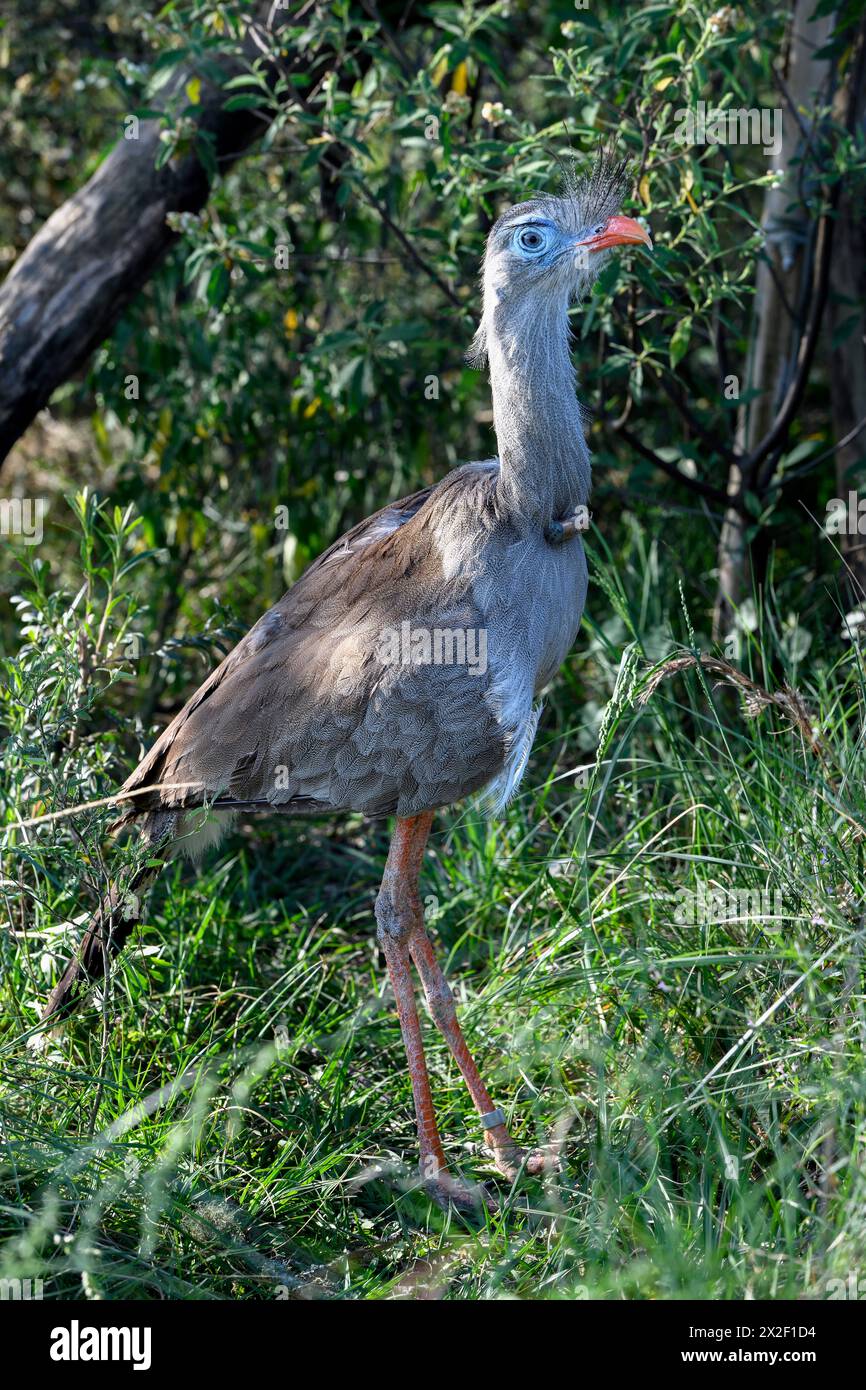 Zoologia, uccelli (Aves), DIRITTI AGGIUNTIVI-CLEARANCE-INFO-NON-DISPONIBILI Foto Stock