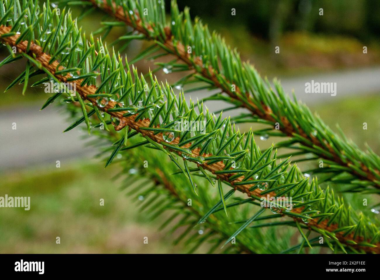 Primo piano di un ramo di un albero di Conifer fotografato nelle Ardenne, in Belgio Foto Stock