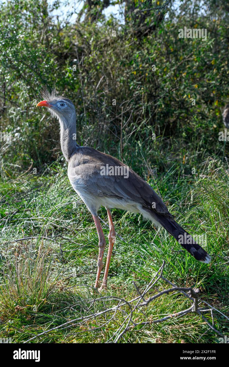 Zoologia, uccelli (Aves), DIRITTI AGGIUNTIVI-CLEARANCE-INFO-NON-DISPONIBILI Foto Stock