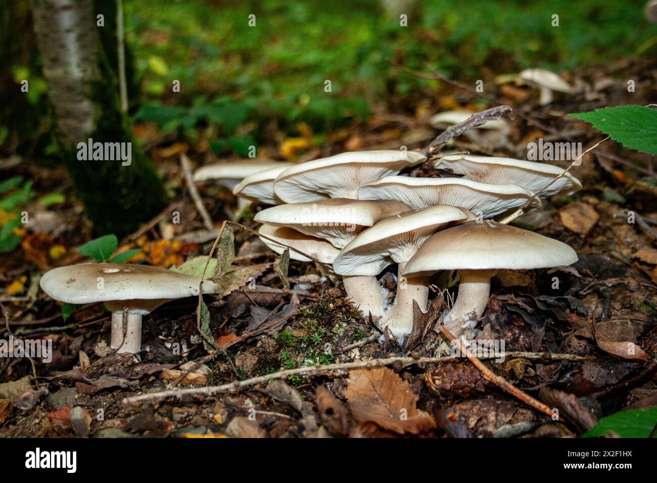 Un gruppo di funghi fotografati nelle Ardenne, in Belgio Foto Stock