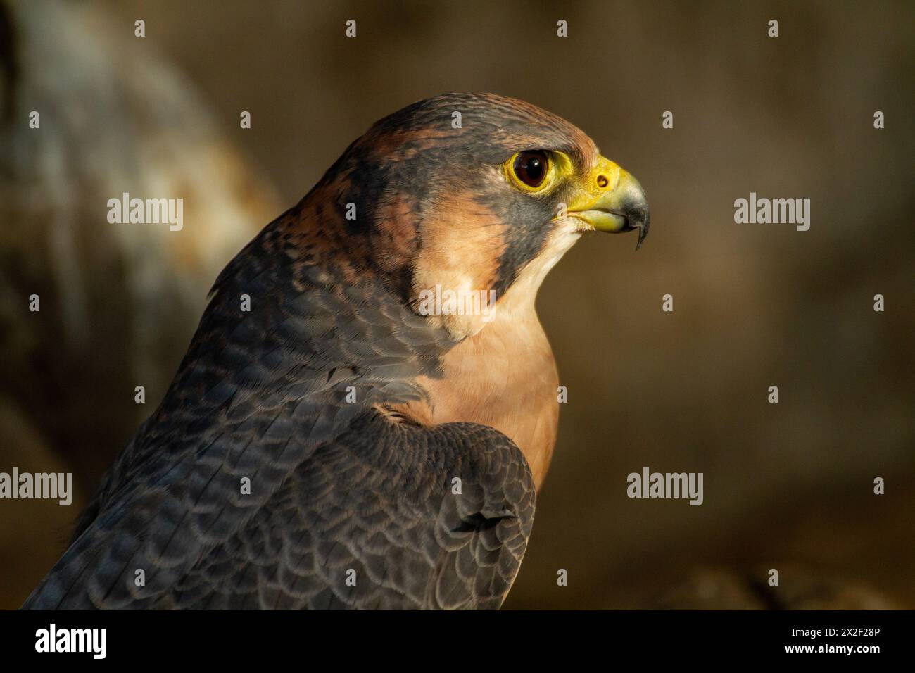 Il falco barbarbario (Falco peregrinus pelegrinoides) الشاهين البربري è un falco di medie dimensioni, circa delle dimensioni di un corvo. Questo rapace è principalmente res Foto Stock