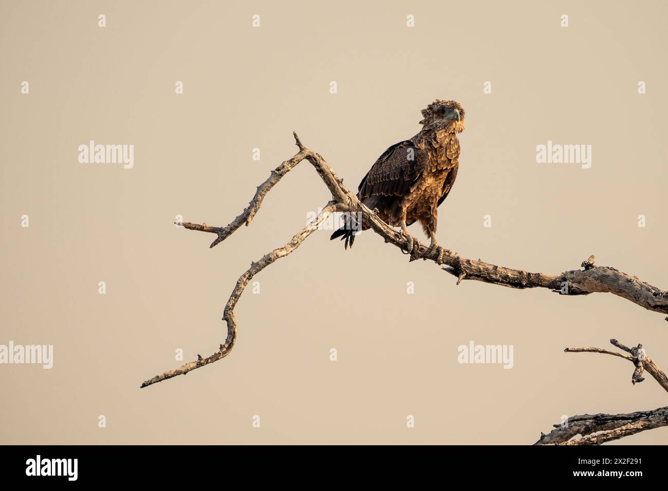 Bateleur (Terathopius ecaudatus) che si aggira su un ramo di albero. Fotografato in Botswana. Foto Stock