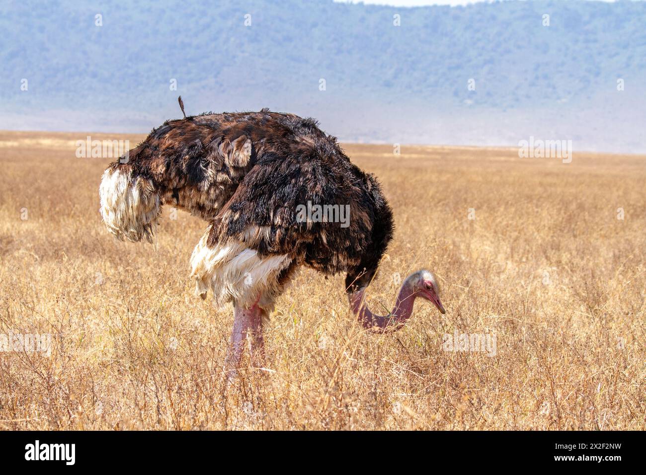 Struzzo comune (Struthio camelus) nella savana africana Foto Stock