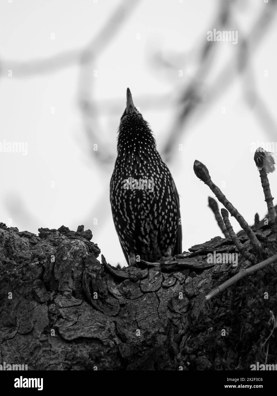 Silhouette Starling Bird su un albero - monocromatica Foto Stock
