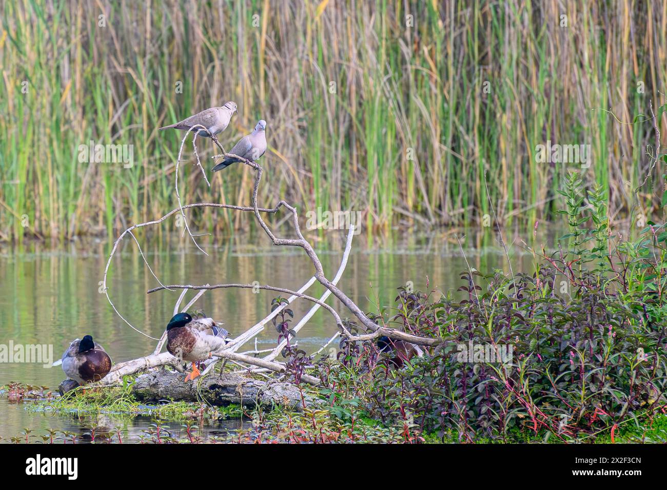 Colomba con colletto (Streptopelia decaocto) fotografata nello stagno ecologico artificiale e nel santuario degli uccelli di Hayarkon Park, Tel Aviv, Israele in aprile Foto Stock