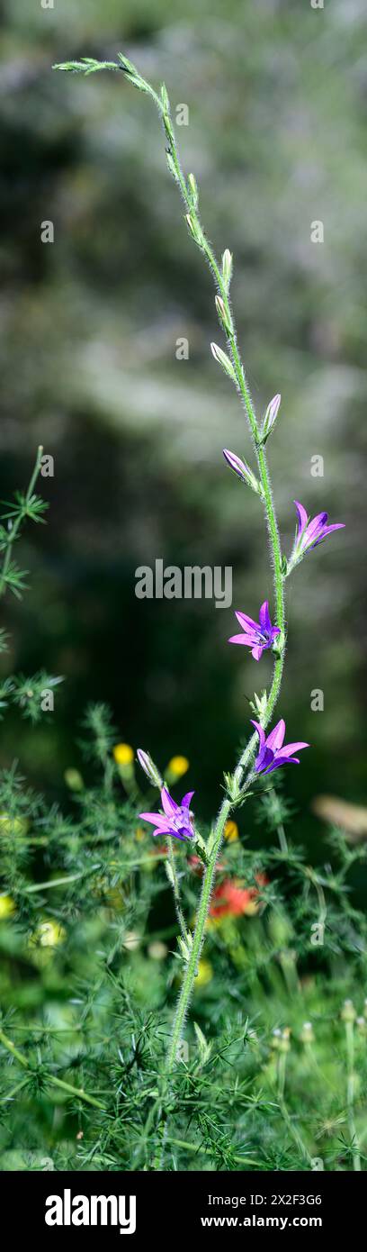 Campanula rapunculus, campanello di Re, ورد الجرس fotografato nella bassa Galilea, in Israele nel marzo Campanula rapunculus, nome comune r‐ bellf Foto Stock