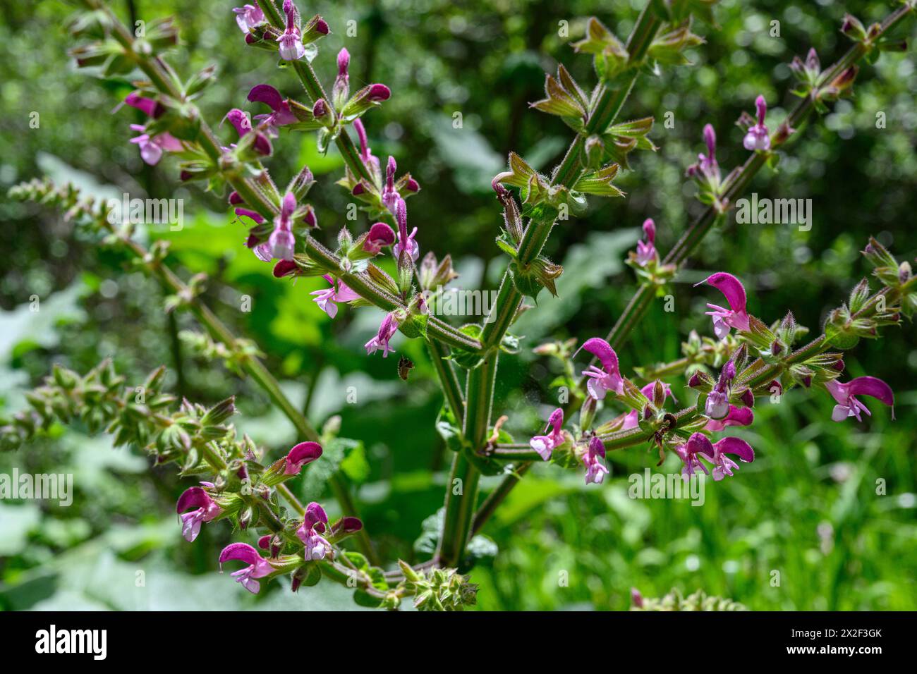 Salvia horminum Sage, Large Sage, Annual clary, Barbablù ميرميه العلم fotografato nella bassa Galilea, Israele a marzo Foto Stock