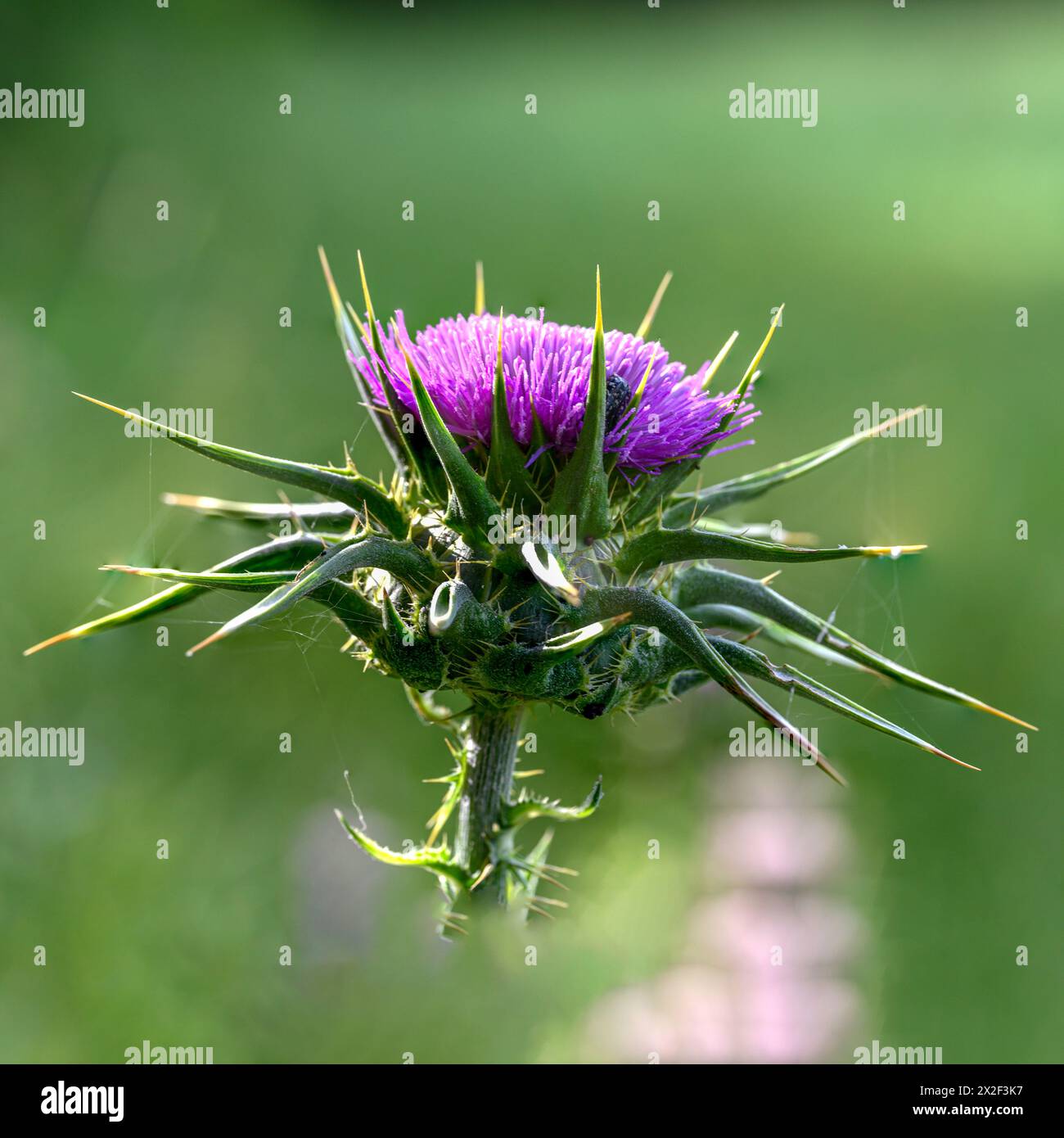 Silybum marianum Cardo di nostra Signora, Sacro Cardo, Cardo di latte خرفيش الجمالPhotographed nella bassa Galilea, Israele a marzo Silybum marianum è a S Foto Stock