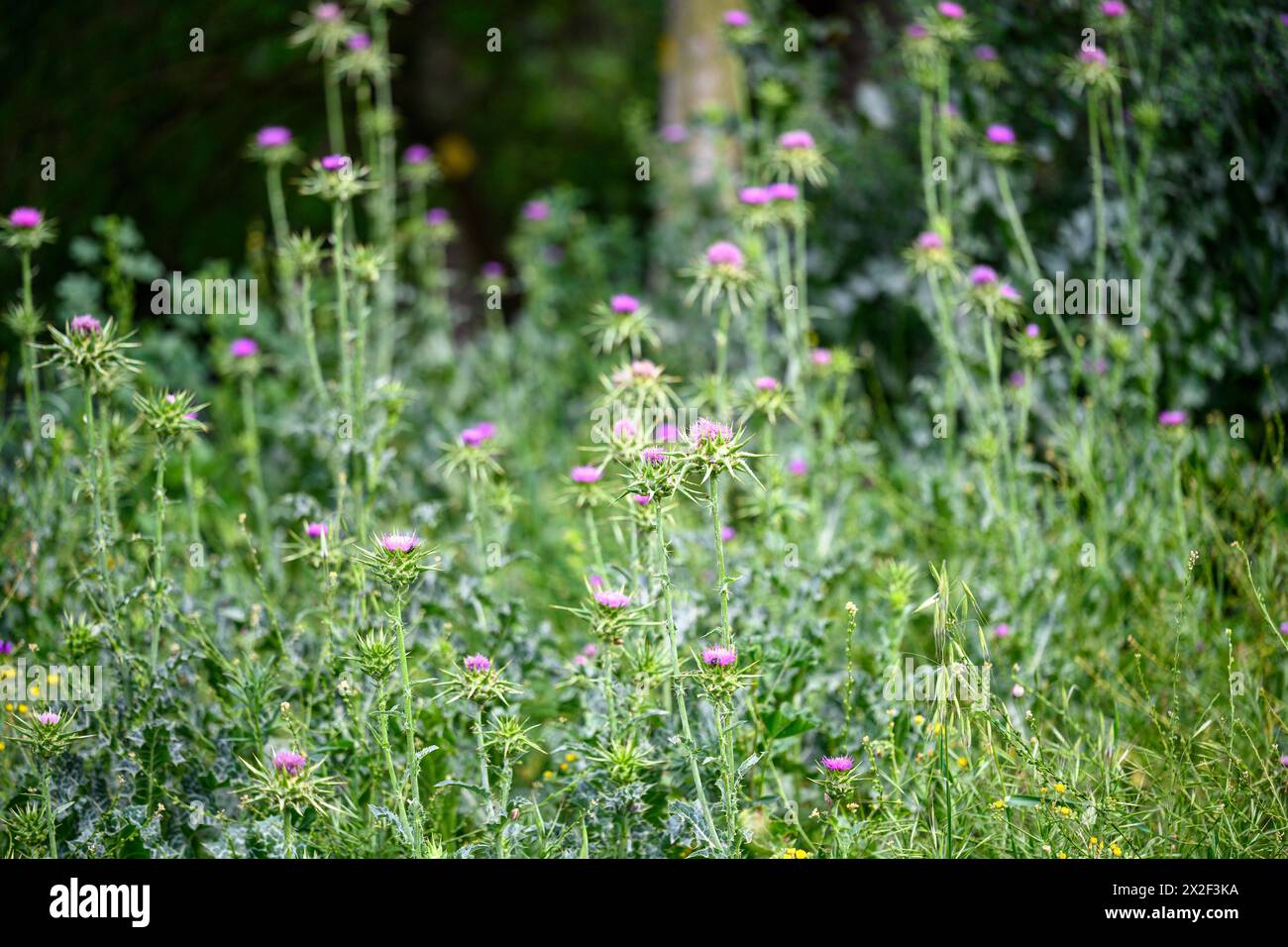 Silybum marianum Cardo di nostra Signora, Sacro Cardo, Cardo di latte خرفيش الجمالPhotographed nella bassa Galilea, Israele a marzo Silybum marianum è a S Foto Stock