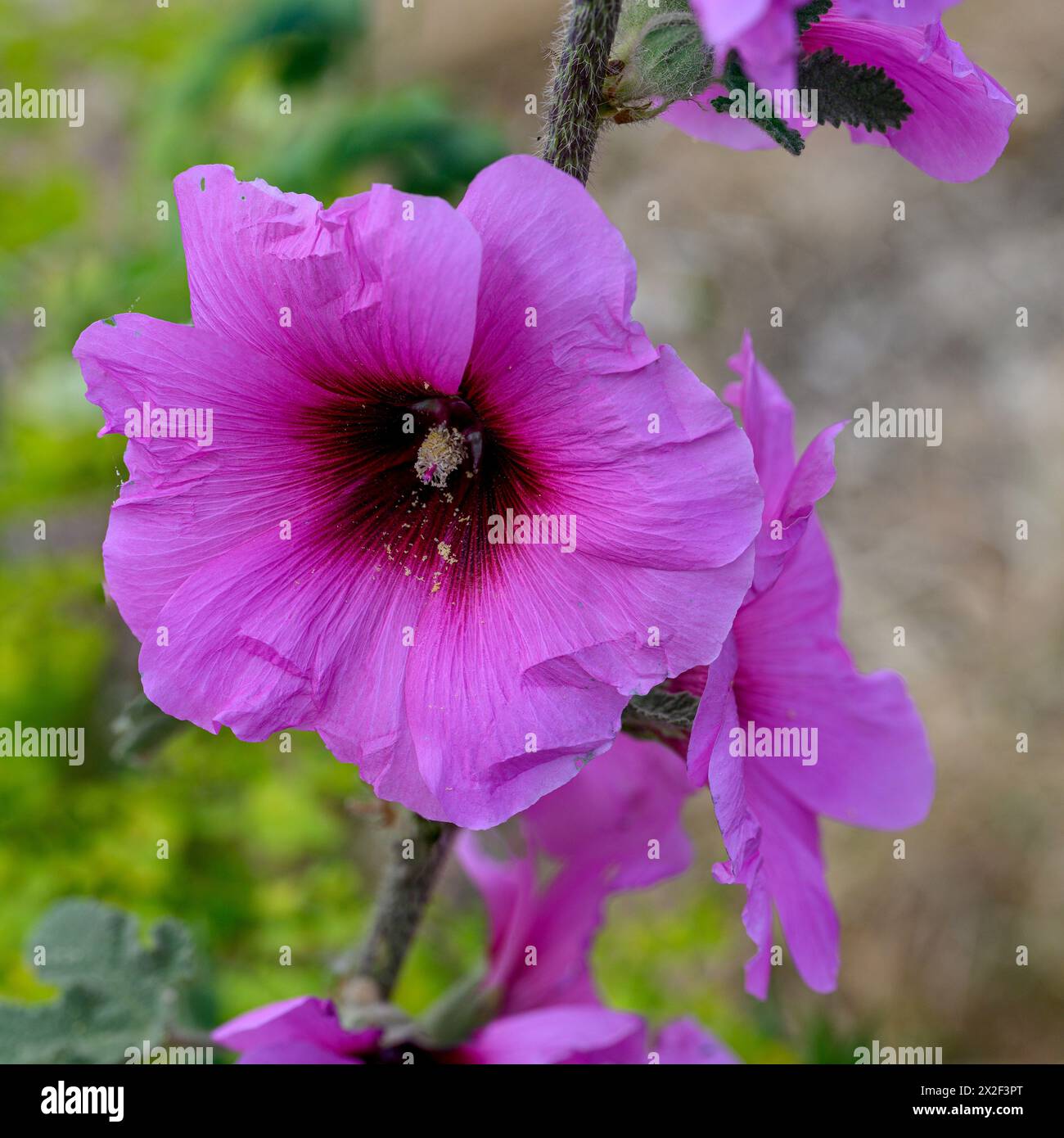 Primo piano dei fiori rosa e dei boccioli del Bristly Hollyhock (Alcea setosa) خطميه fotografato nella bassa Galilea, Israele, a marzo Foto Stock