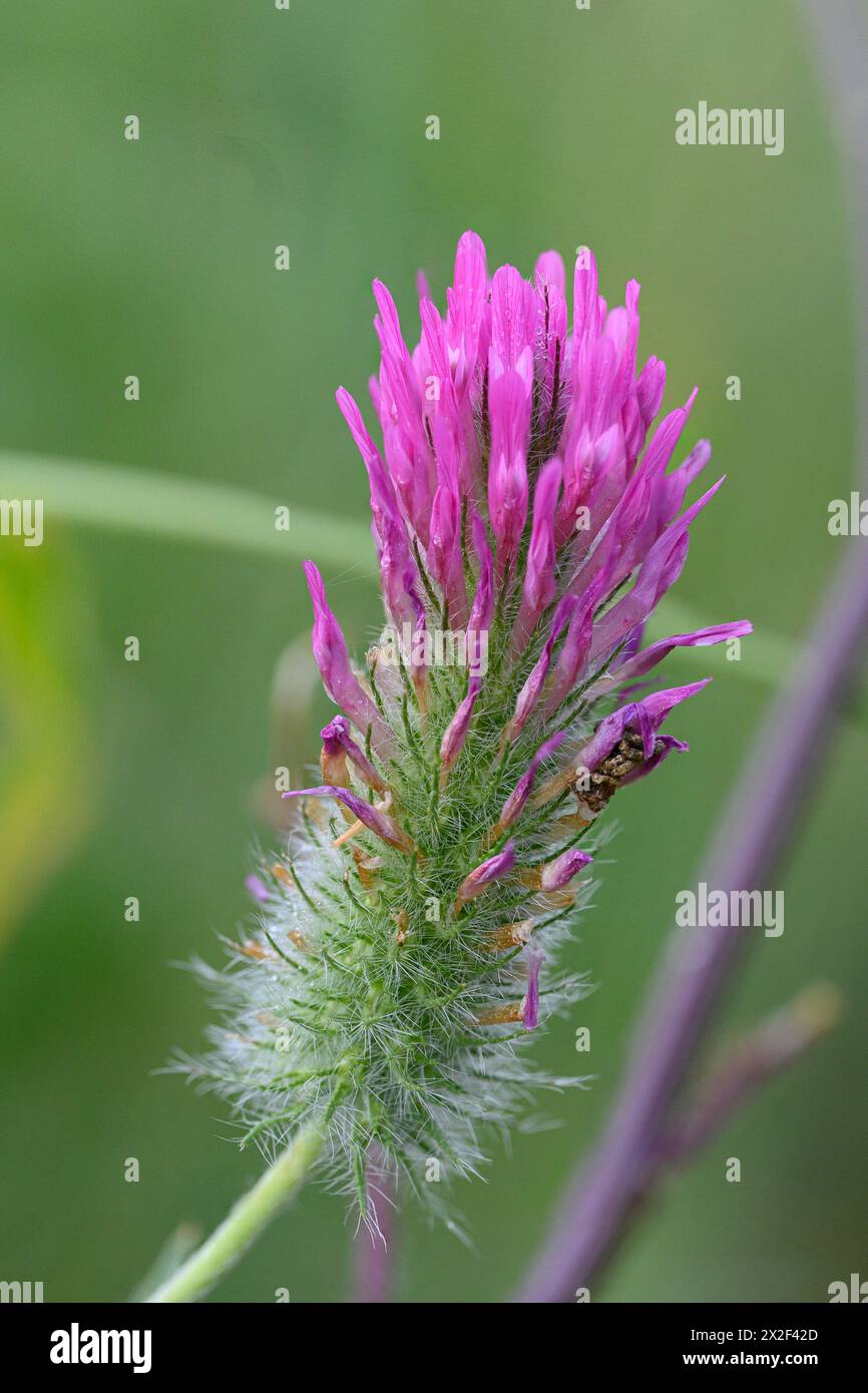 Trifolium purpureum (Viola Clover) fotografato nella bassa Galilea, Israele a marzo Foto Stock