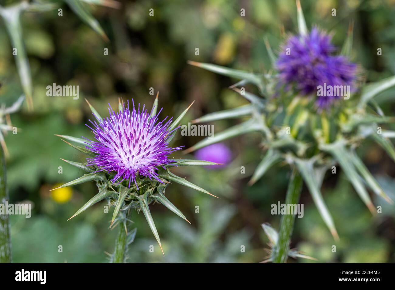 Silybum marianum Cardo di nostra Signora, Sacro Cardo, Cardo di latte خرفيش الجمالPhotographed nella bassa Galilea, Israele a marzo Silybum marianum è a S Foto Stock