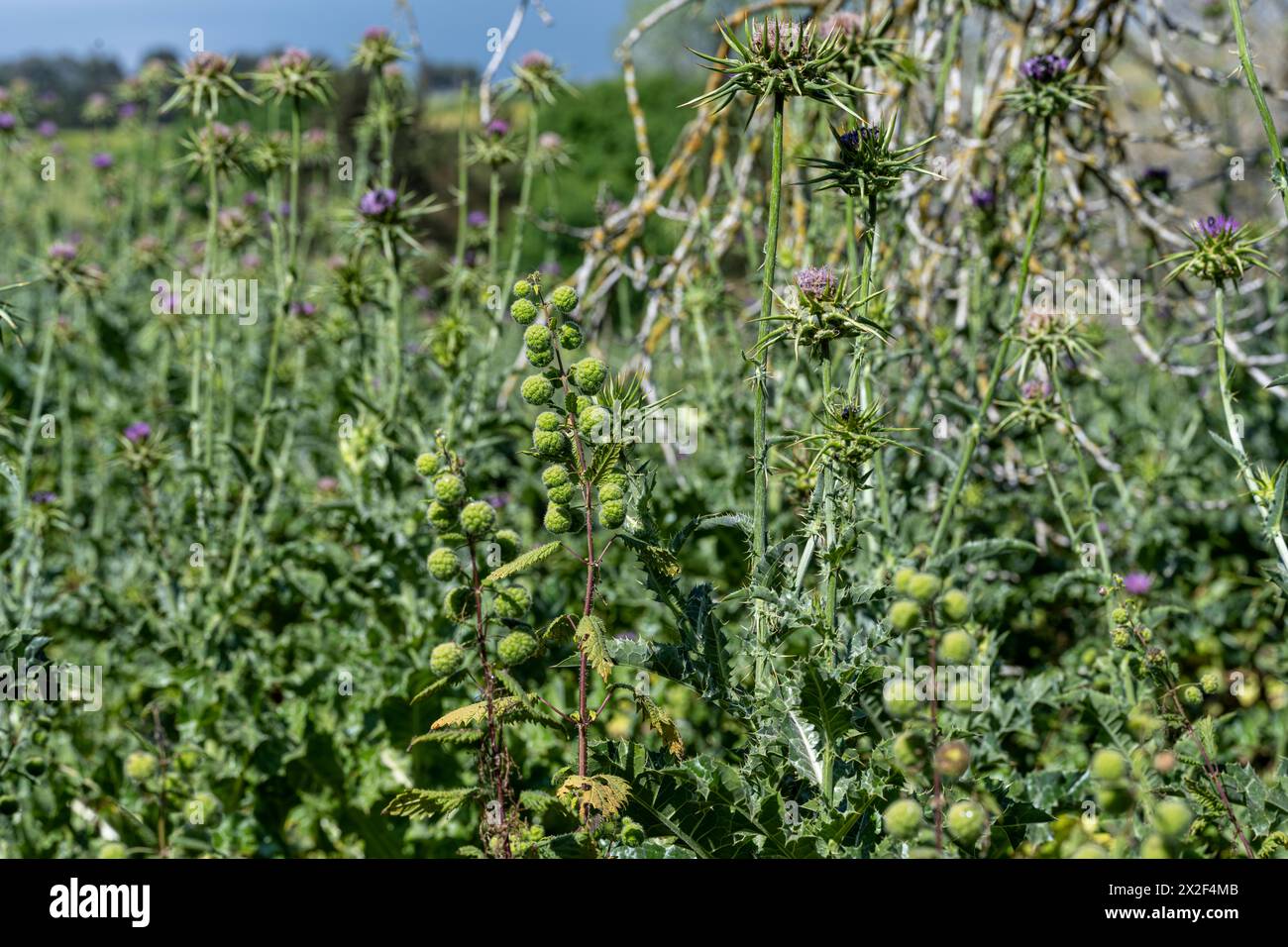 L'ortica romana, قراص Urtica pilulifera, nota anche come ortica romana, è una pianta erbacea annuale della famiglia delle Urticaceae. Fotografato Foto Stock