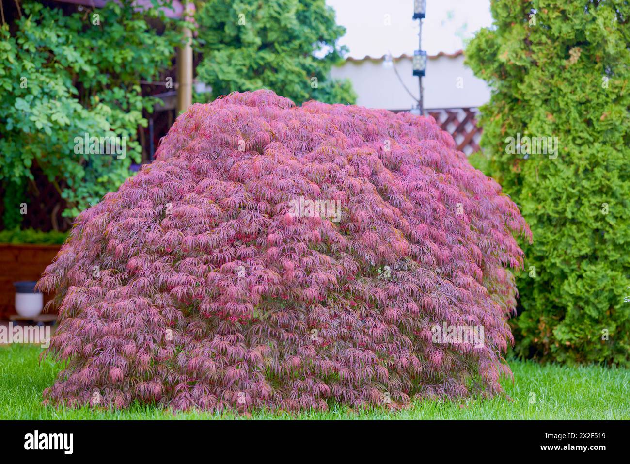 Fogliame rosso del Laceleaf piangente albero di acero giapponese (Acer Palmatum) in giardino Foto Stock