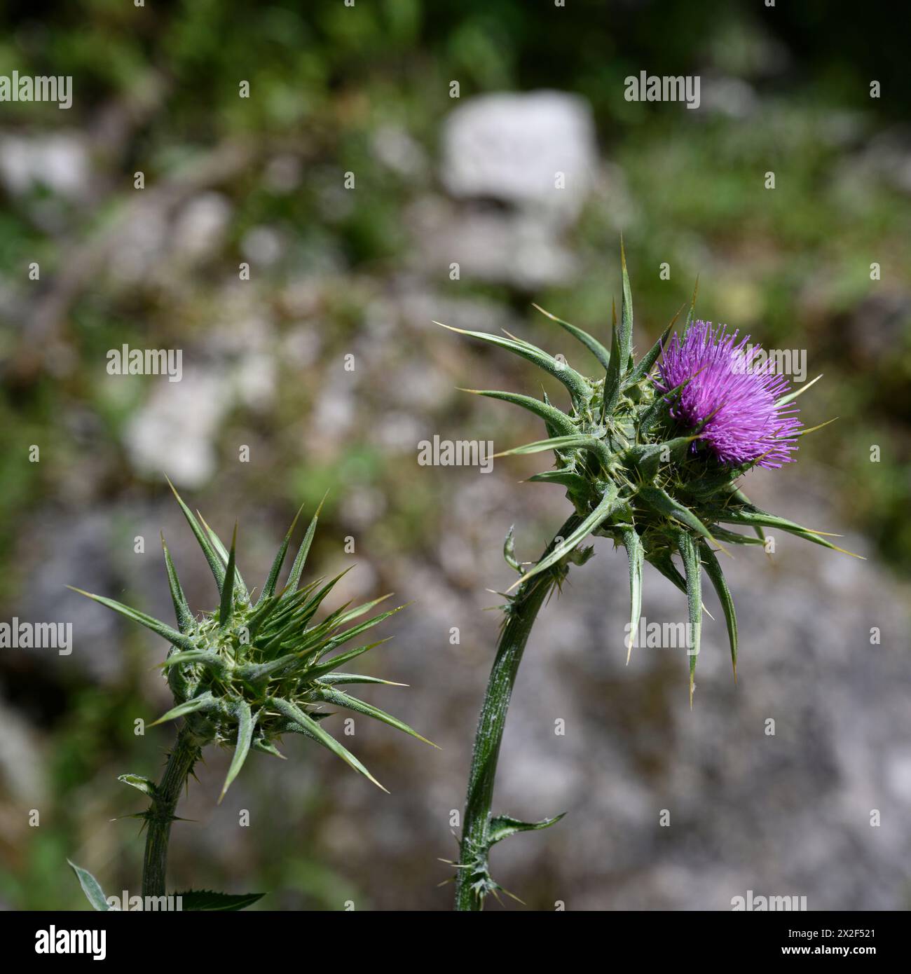 Silybum marianum Cardo di nostra Signora, Sacro Cardo, Cardo di latte خرفيش الجمالPhotographed nella bassa Galilea, Israele a marzo Silybum marianum è a S Foto Stock