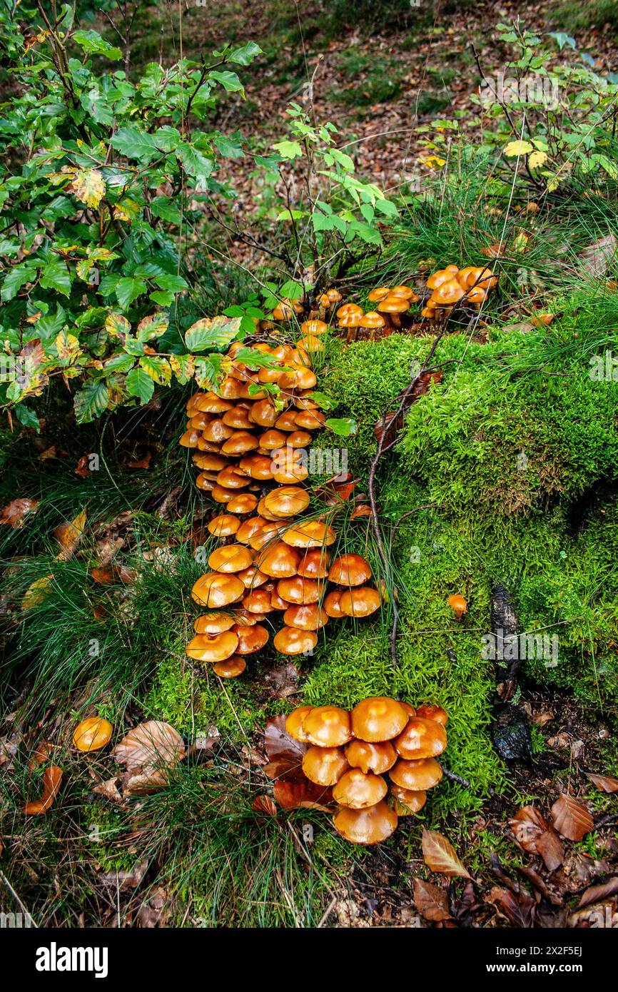 Un gruppo di funghi fotografati nelle Ardenne, in Belgio Foto Stock
