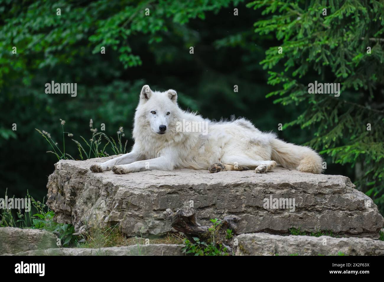 Zoologia, mammifero (mammalia), lupo artico, lupo artico o lupo artico (Canis lupus arctos), ULTERIORI DIRITTI-CLEARANCE-INFO-NOT-AVAILABLE Foto Stock