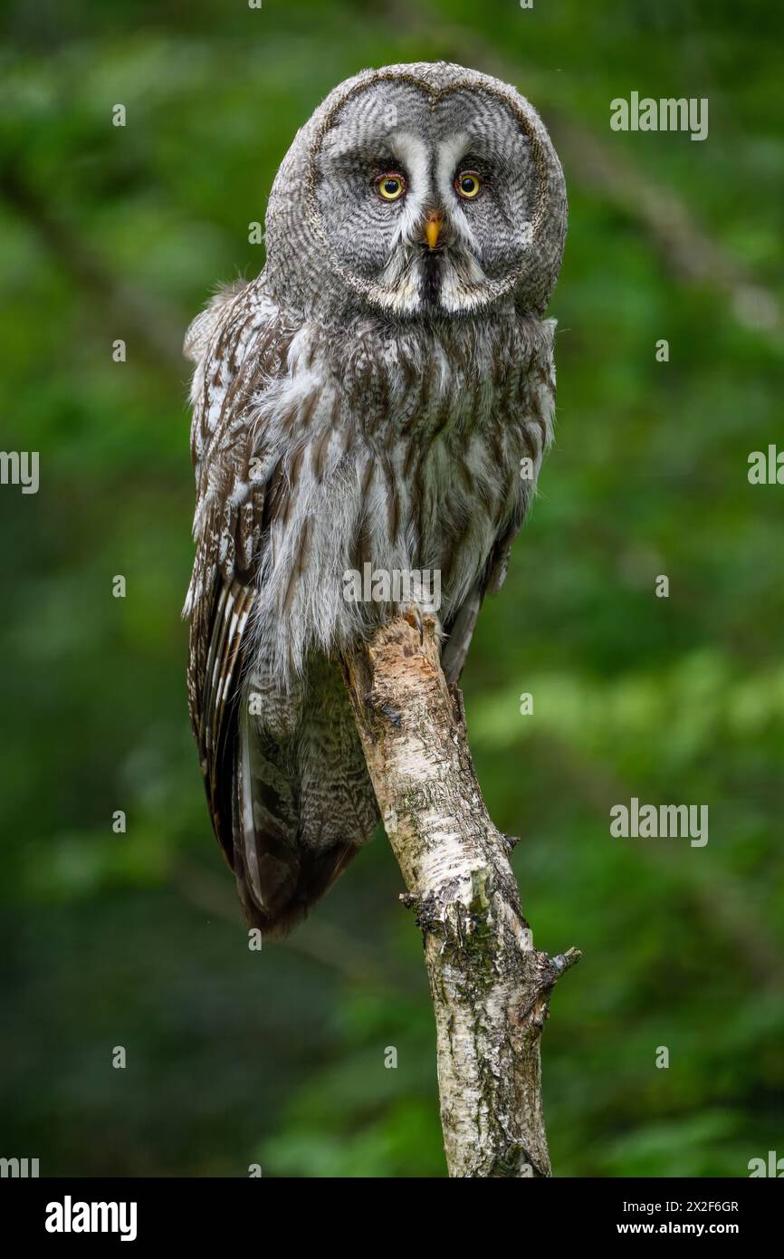 Zoologia, uccelli (Aves), grande gufo grigio (Strix nebulosa), Parc Animalier de Sainte-Croix, DIRITTI AGGIUNTIVI-CLEARANCE-INFO-NOT-AVAILABLE Foto Stock