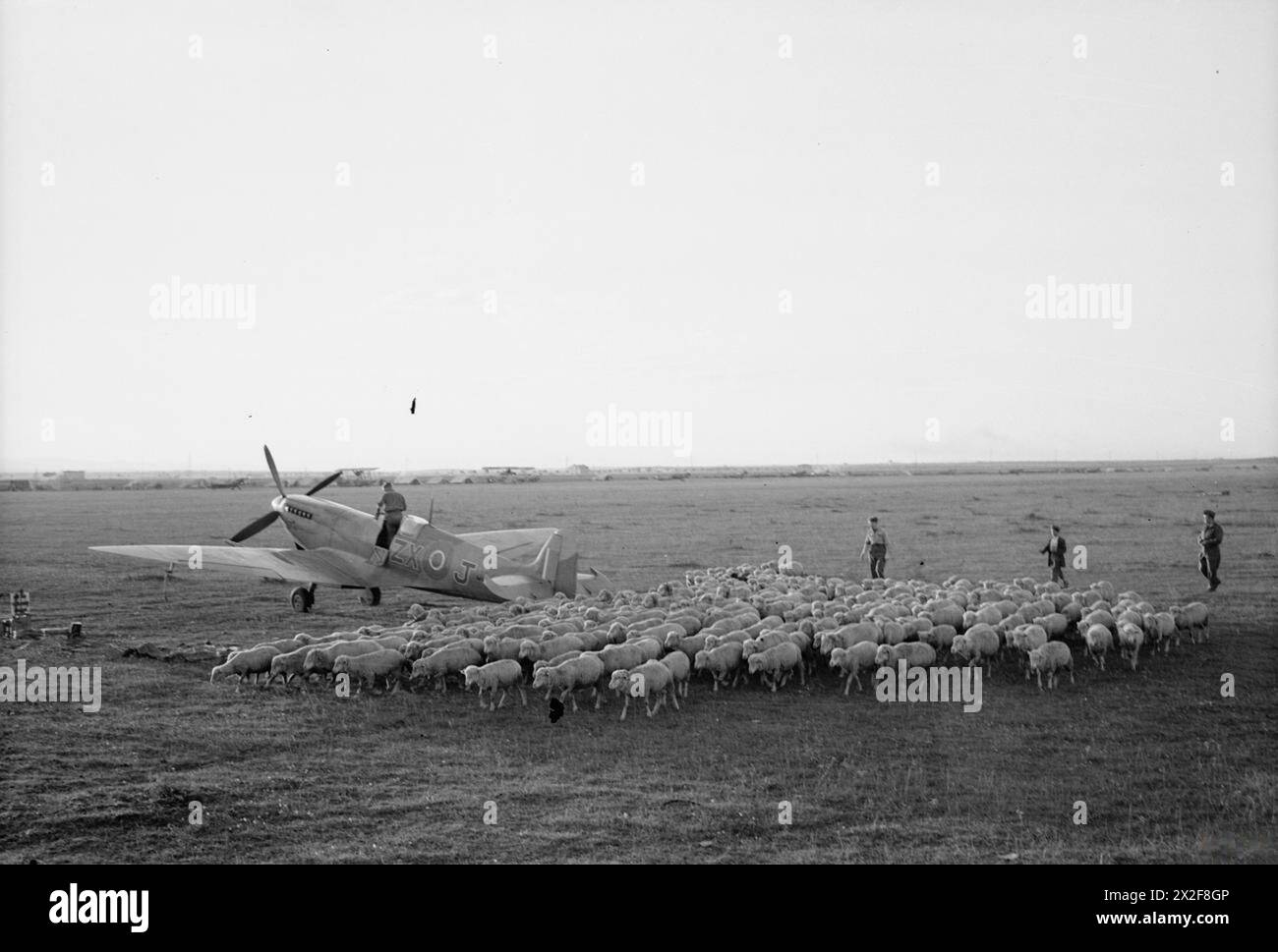 Un pastore italiano, assistito da un aviere della RAF, guida le pecore attraverso il terreno di atterraggio del Triolo vicino a San Severo, Italia, passando davanti a uno Spitfire HF Mark VIII del No. 145 Squadron il 6 novembre 1943, illustrando le operazioni della RAF e l'interazione locale. Foto Stock
