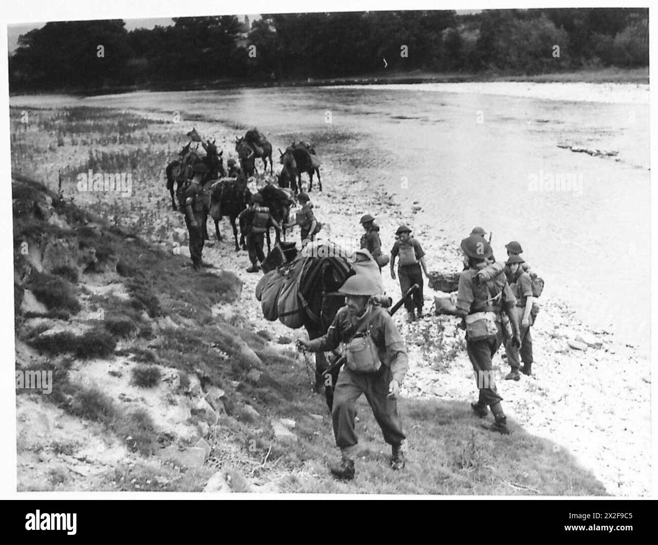 Gli animali da imballaggio trasportano rifornimenti lungo una riva del fiume in terreni inadatti agli autocarri, dimostrando il supporto logistico dell'esercito britannico. Foto Stock
