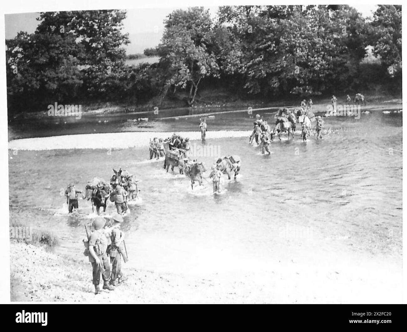 Gli animali trasportano depositi e attrezzature attraverso un fiume su terreni non adatti agli autocarri, illustrando soluzioni logistiche e mobilità per le operazioni dell'esercito britannico. Foto Stock