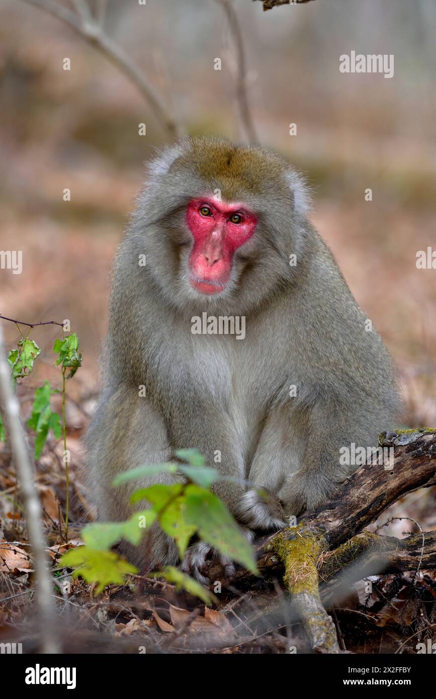 Zoologia, mammiferi (mammalia), scimmia delle nevi, macaco giapponese (Macaca fuscata), vicino a Karuizawa, ULTERIORI DIRITTI-CLEARANCE-INFO-NOT-AVAILABLE Foto Stock