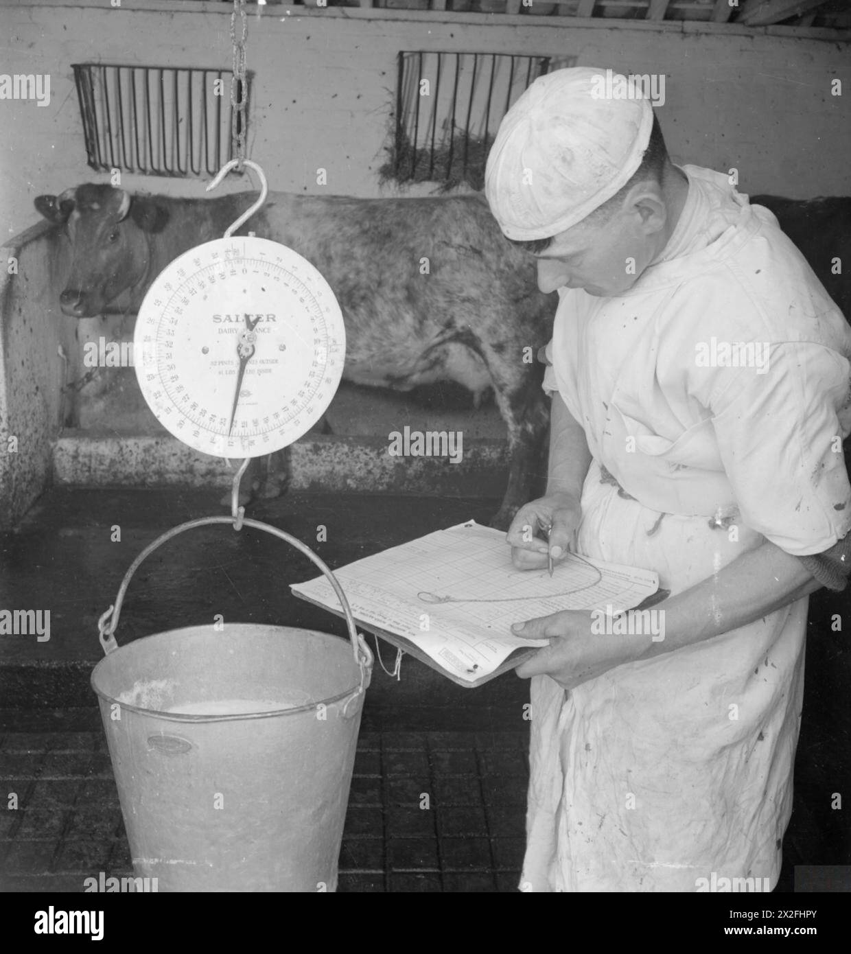 PRODUZIONE DI LATTE: PRODUZIONE LATTIERO-CASEARIA IN TEMPO DI GUERRA, NORFOLK, INGHILTERRA, Regno Unito, 1944 - nella stalla di un caseificio, da qualche parte a Norfolk, un guardiano pesa un secchio di latte. Deve registrare la resa di ogni mucca, in quanto questo determinerà la quantità di cibo che ogni mucca riceve, e fornisce anche una registrazione accurata della produzione di latte per l'anno. Una mucca può essere vista sullo sfondo, guardando il processo Foto Stock