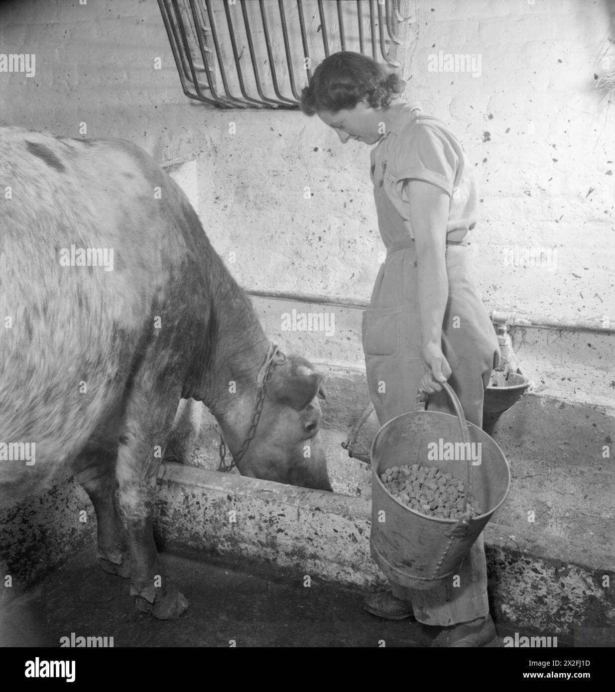 Una Land Girl dà da mangiare a una mucca in un caseificio di Norfolk, 1944 anni, fornendo una razione misurata di cibo concentrato basato sulla produzione di latte della mucca. Foto Stock