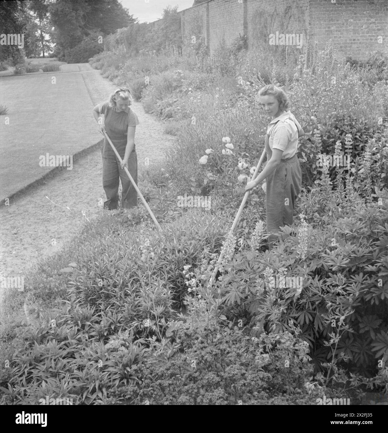 Le studentesse della scuola orticola Waterperry House nell'Oxfordshire lavorano sul confine erbaceo nei loro orari di riposo, imparando a conoscere piante e fiori mentre producono colture senza malattie, 1943. Foto Stock