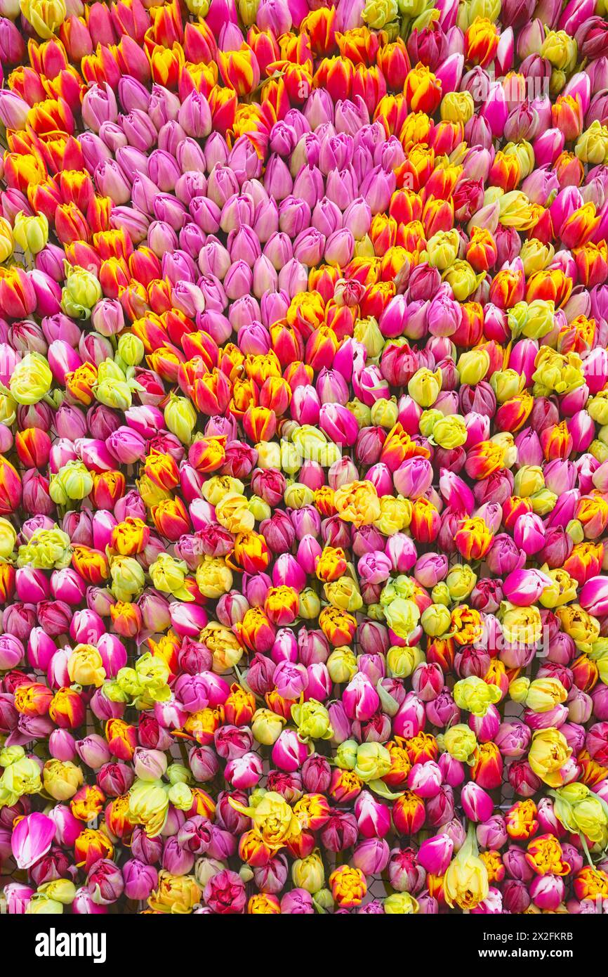 Sfondo colorato naturale in tulipani. Foto Stock