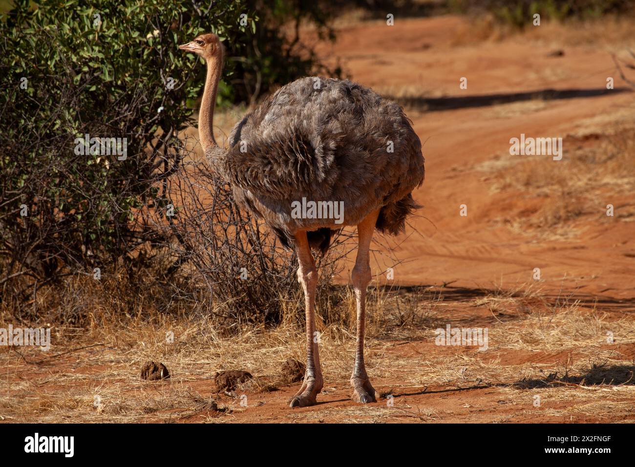 Struzzo comune (Struthio camelus) nella savana africana Foto Stock