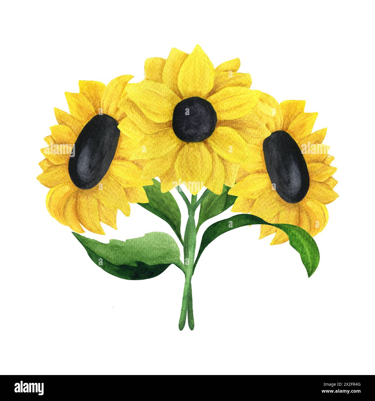 Bouquet di girasoli con foglie di acquerello. Uno schizzo disegnato a mano su uno sfondo bianco isolato. Foto Stock