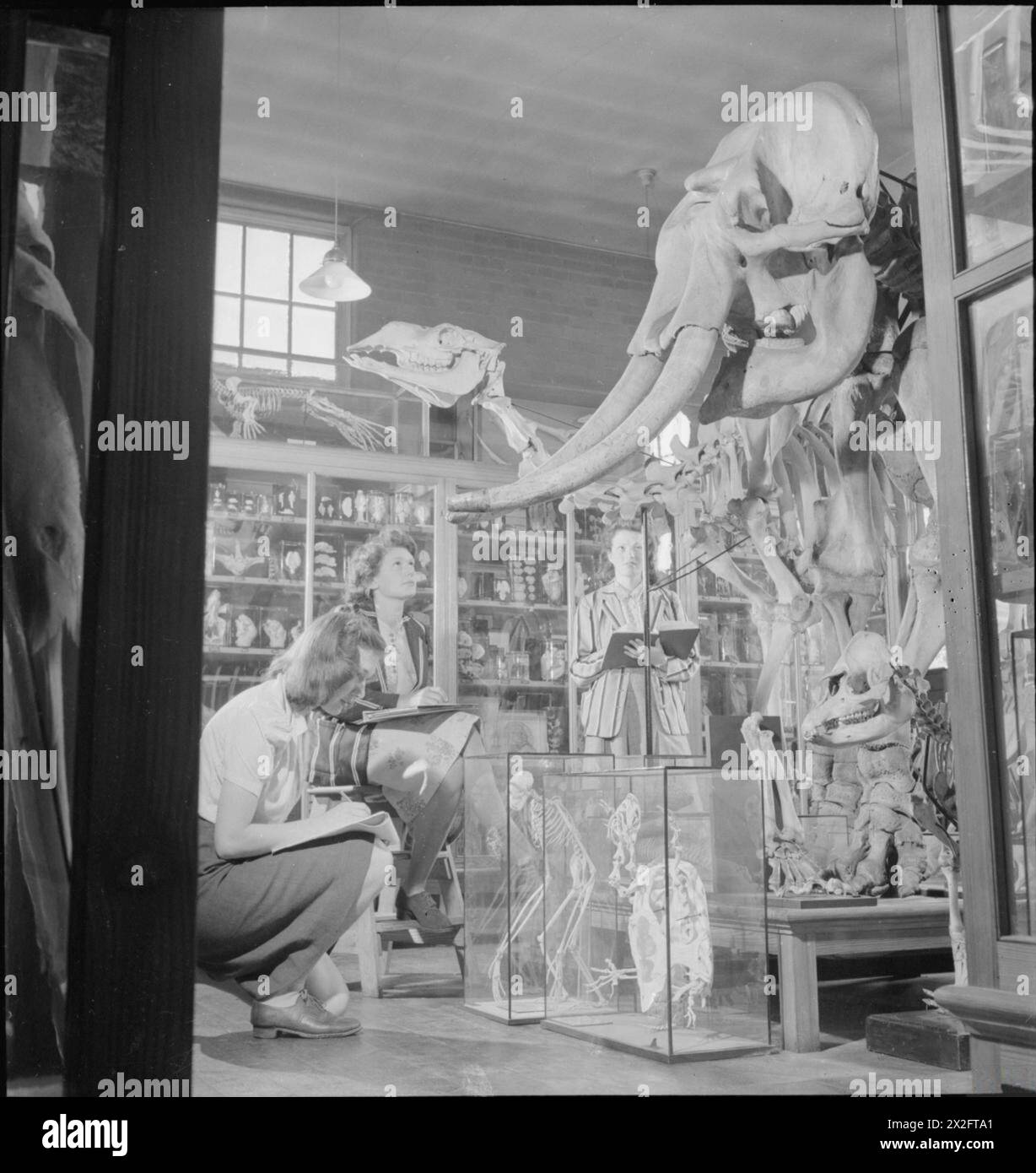Le studentesse studiano e disegnano scheletri di animali, tra cui un elefante e un piccolo primate, nel museo della Facoltà di Scienze della Reading University, Berkshire, Inghilterra, nel 1945. Foto Stock